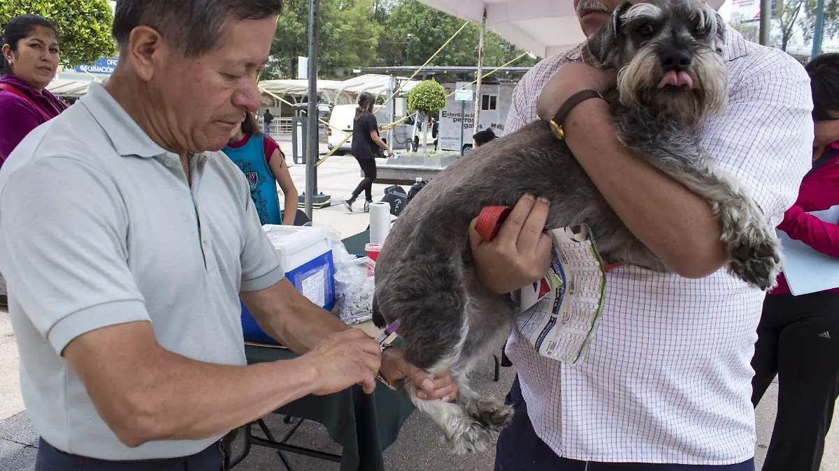 457406_Jornada Antirrábica Esterilización-3_web